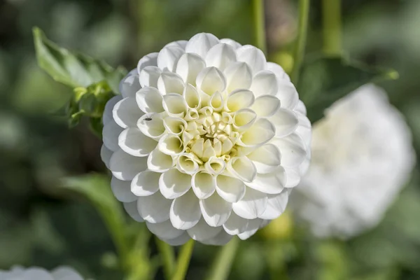 "Sommerlachen" white blossoming decorative dahlia, Stuttgart — 스톡 사진