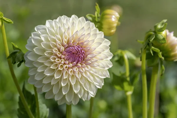 "Voits Tom" white blossoming ball dahlia flower, Stuttgart — 스톡 사진