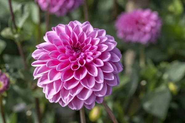 "Sweet Love" pink blossoming decorative dahlia, Stuttgart — 스톡 사진