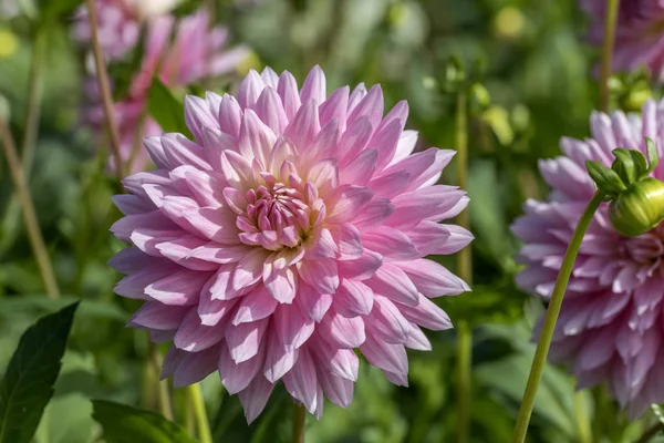 "Ulf Merbold" pink blossoming decorative dahlia, Stuttgart — 스톡 사진