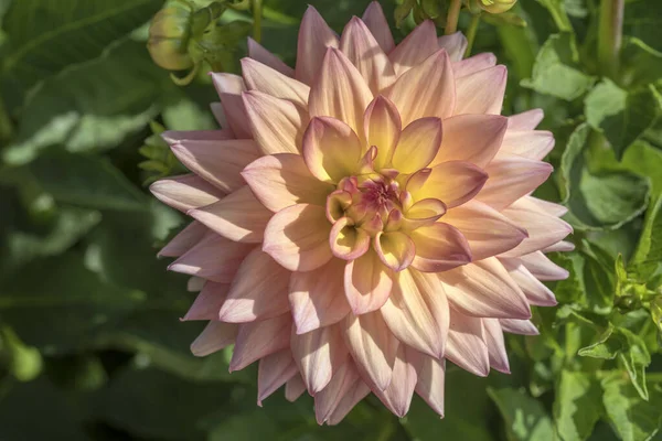 "Melody Dora" pink orange blossoming decorative dahlia, Stuttgart — 스톡 사진