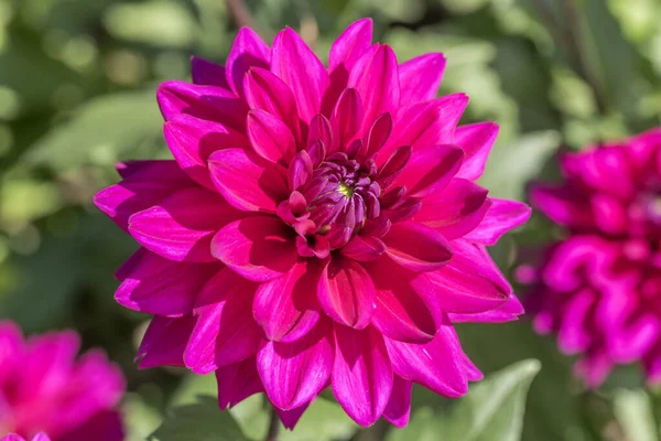 Violet blossoming decorative dahlia, Stuttgart — 스톡 사진