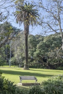 Albert Park 'taki uzun palmiye ağaçları ve yemyeşil bitki örtüsü. Auckland, Kuzey Adası, Yeni Zelanda' da parlak bahar ışığı altında çekilmiş.