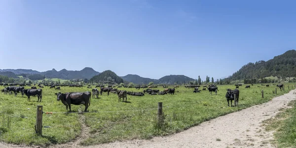 Landschaft Mit Herde Schwarzer Kühe Grüner Landschaft Aufgenommen Hellen Spätfrühlingslicht — Stockfoto