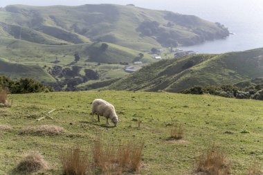 Çimenlerde otlayan koyunlarla ve Te Kouma Körfezi 'nin yeşil kıyısında Manaia, Coromandel, Kuzey Adası, Yeni Zelanda yakınlarındaki parlak bahar ışığı altında çekilen manzara.