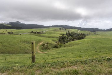 Yeşil tepe kırsal bölge, Waihi, Kuzey Adası, Yeni Zelanda yakınlarındaki parlak bahar ışığı altında çekildi.