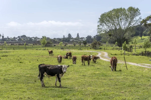 Paysage Avec Troupeau Vaches Dans Une Campagne Verdoyante Tourné Fin — Photo