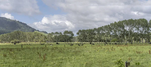 Landschaft Mit Großer Kuhherde Grüner Flacher Landschaft Aufgenommen Hellen Spätfrühlingslicht — Stockfoto