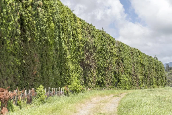 Tall Green Wind Shield Edge Dirt Country Road Shot Bright — Stock Photo, Image