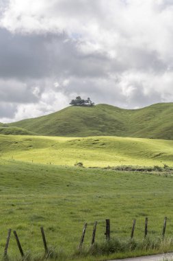 Whakarewarewa, Waikato, Kuzey Adası, Yeni Zelanda yakınlarındaki parlak bahar ışığı altında çekilen yeşil yamaçlardaki hafif kıvrımlı çizgiler.
