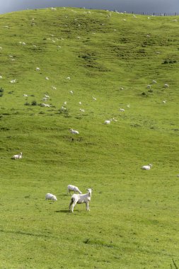 Whakarewarewa, Waikato, Kuzey Adası, Yeni Zelanda yakınlarındaki parlak bahar ışığı altında çekilen yeşil yamaçta sayısız koyunun bulunduğu manzara