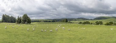 Whakarewarewa, Waikato, Kuzey Adası, Yeni Zelanda yakınlarındaki parlak bahar ışığında çekilen yeşil tepecikli kırlarda sayısız koyun ile manzara
