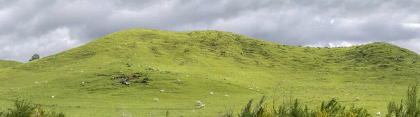 Paesaggio Con Miriade Pecore Pendii Curvy Lieve Nel Verde Campagna — Foto Stock
