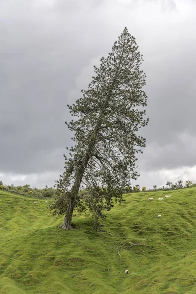 Landschaft Mit Großem Schiefen Baum Hang Grüner Hügellandschaft Aufgenommen Hellen — Stockfoto