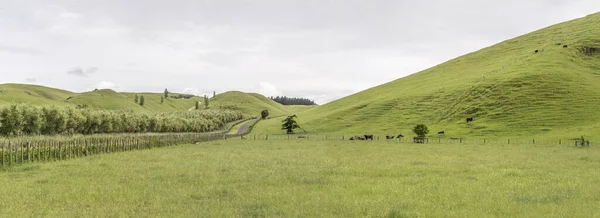 Paysage Avec Des Pentes Douces Collines Dans Campagne Verdoyante Tourné — Photo