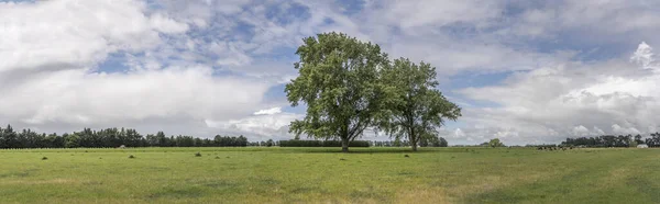 Landscape Big Trees Large Meadows Green Countryside Shot Bright Late — Stock Photo, Image