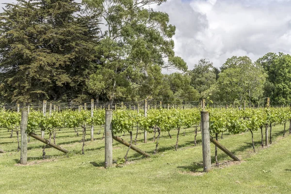 Mehrere Reihen Von Weinreben Auf Einem Weinberg Inmitten Von Bäumen — Stockfoto