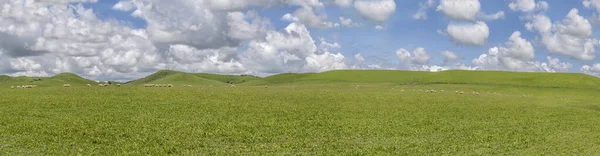 Paesaggio Con Grande Gregge Pecore Pendii Miti Colline Vulcaniche Grandi — Foto Stock