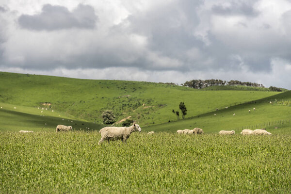 sheep on grass  of hilly meadows of green countryside, shot in bright late spring  light near Dannevirke, East Coast,  North Island, New Zealand