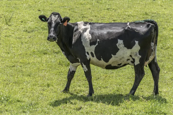 Vaca Manchada Grama Prados Montanhosos Campo Verde Filmado Luz Brilhante — Fotografia de Stock