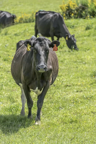 Čenich Krávy Trávě Kopcovitých Luk Zelené Krajiny Pořízen Jasném Pozdním — Stock fotografie