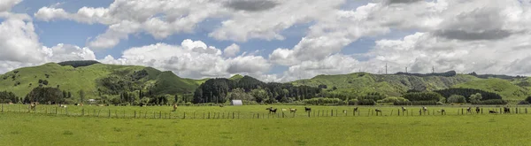 Mucca Maculata Sull Erba Prati Collinari Campagna Verde Scattata Piena — Foto Stock