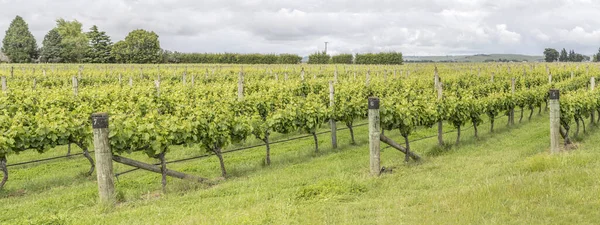 Mehrere Reihen Von Weinreben Auf Einem Weinberg Grüner Landschaft Aufgenommen — Stockfoto