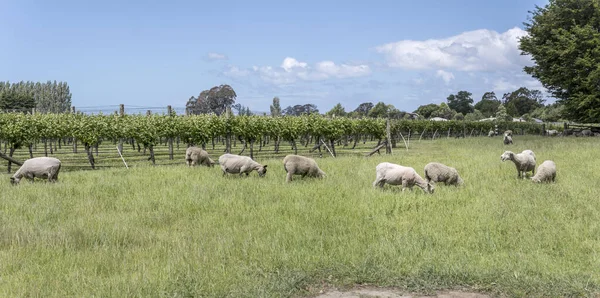 Paisagem Com Rebanho Ovelhas Perto Vinha Campo Verde Filmado Luz — Fotografia de Stock