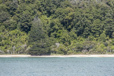 Sahilde, bereketli yağmur ormanı bitkilerinden oluşan büyük ağaçlı manzara, Awaroa Körfezi 'nde, Kaiteriteri yakınlarında, Abel Tasman Parkı, Güney Adası, Yeni Zelanda