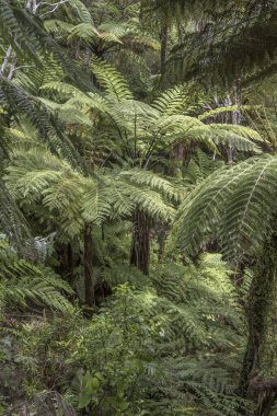 Tonga Quarry Koyu 'ndaki karışık, gür yağmur ormanlarında eğreltiotu, Kaiteriteri, Abel Tasman Parkı, Güney Adası, Yeni Zelanda yakınlarındaki parlak bahar ışığında çekildi.