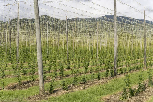 Hopfenpflanzenplantage Grünen Tal Aufgenommen Hellen Frühlingslicht Der Nähe Von Riwaka — Stockfoto