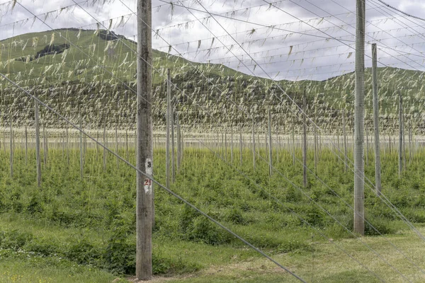 在新西兰塔斯曼Glenhope附近的绿色山谷中 在明亮的春光中 有无数的钢丝在跳跃植物种植园中被射中 — 图库照片