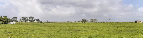 Landscape Meadows Livestock Coast Shot Bright Spring Light Barrytown West — Stock Photo, Image