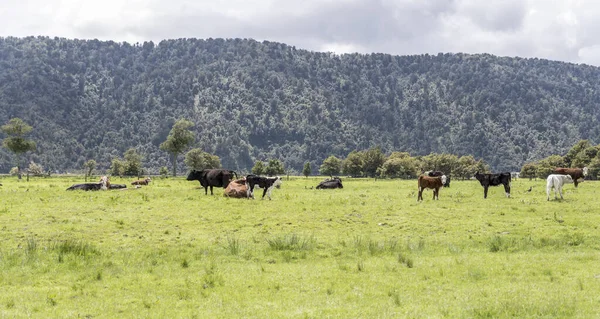 Paisaje Con Rebaño Vacas Prados Verdes Filmado Con Luz Brillante —  Fotos de Stock