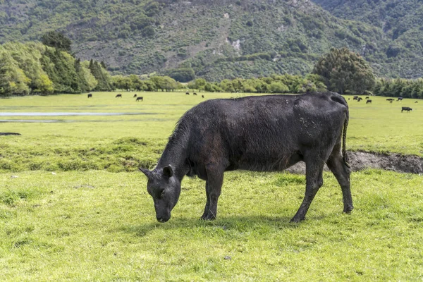 Paysage Avec Vache Noire Dans Les Prairies Haute Vallée Alpine — Photo