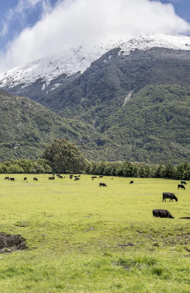 landscape with black cows herd in meadows under snowy slopes in high Alpine valley, shot in bright spring light near Makarora, Otago, South Island, New Zealand