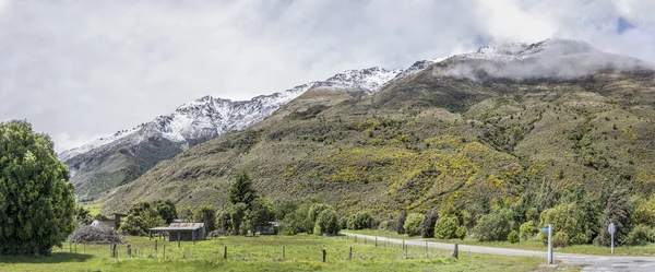 在新西兰奥塔戈Makarora附近 高山谷地陡峭的山坡上 长满了盛开的扫帚灌木和雪的风景 在明亮的春光下拍摄 — 图库照片