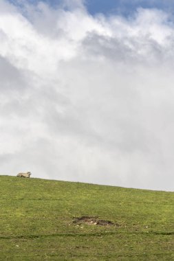 Manapouri, Southland, Güney Adası, Yeni Zelanda yakınlarındaki parlak bahar ışığı altında çekilen yeşil yamaç kenarındaki kaygan koyunlu manzara.