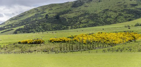 丘陵地の緑の田舎で開花ほうき低木と風景 アストルの近くに明るい春の光の中で撮影 ニュージーランド — ストック写真