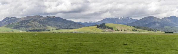 Paysage Avec Des Myriades Bétail Dans Campagne Verte Tourné Dans — Photo