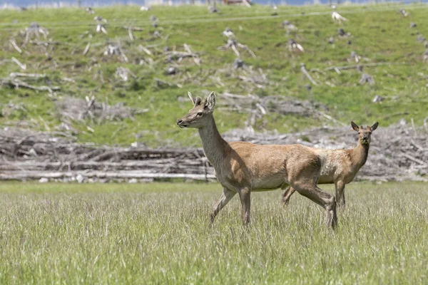 Young Deer Field Animal Farm Shot Bright Cloudy Spring Light — Stock Photo, Image