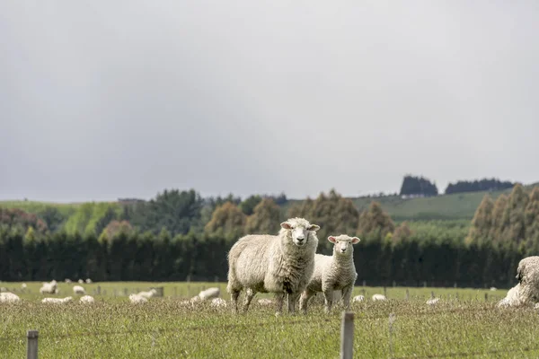 Aufmerksame Flockende Schafe Und Lämmer Grüner Landschaft Aufgenommen Hellen Frühlingslicht — Stockfoto