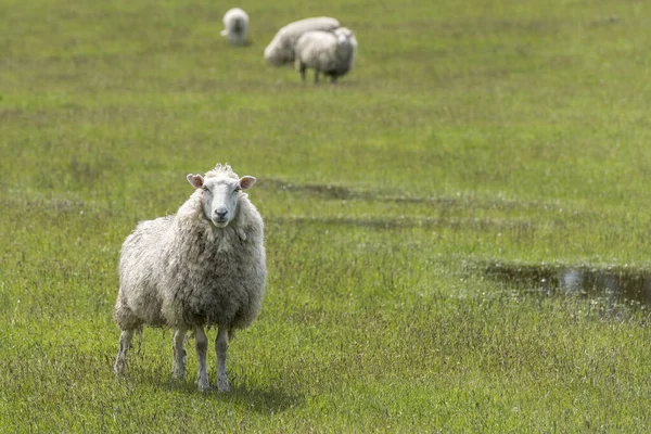 Aufmerksame Flockige Schafe Grüner Landschaft Aufgenommen Hellen Frühlingslicht Der Nähe — Stockfoto