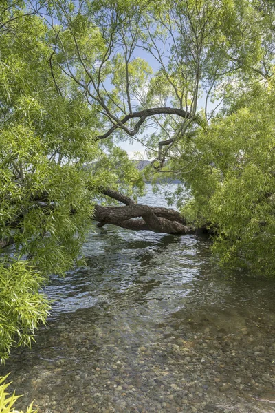 Stadsgezicht Met Helder Water Takken Van Boom Het Water Aan — Stockfoto