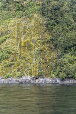 Fiyort kıyısındaki kayalık kayalık kayalık yamaçlarda yemyeşil yağmur ormanlarıyla kaplı manzara Milford Sound, Southland, Güney Adası, Yeni Zelanda 'da parlak ışıkta çekildi.