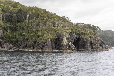 Fiyort sahilinde sık yağmur ormanı bitki örtüsü bulunan manzara, Milford Sound, Southland, Güney Adası, Yeni Zelanda 'da bulutlu parlak bir ışık altında çekilmiştir.