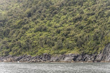 Kayalık fiyort kıyısındaki bereketli yağmur ormanları, Milford Sound, Southland, Güney Adası, Yeni Zelanda 'da bulutlu parlak bir ışık altında çekiliyor.