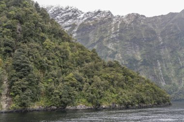 Fiyort kıyısında sık bitki örtüsü olan manzara, Milford Sound, Southland, Güney Adası, Yeni Zelanda 'da bulutlu parlak bir ışık altında çekildi.