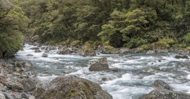 Yeşil Dağ Vadisi 'ndeki Hollyford nehrinin coşkun akıntısı, Yeni Zelanda' nın güneyindeki Fiordland Park, Southland, Güney Adası 'ndaki Falls deresi yakınlarında parlak bulutlu bir ışıkla çekildi.