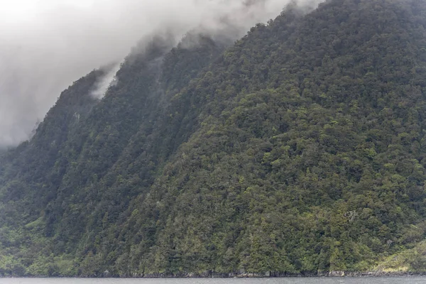 フィヨルド海岸の急な斜面にほぼ垂直の厚い熱帯雨林の植生と風景 ミルフォードサウンドで曇り明るい光で撮影 ニュージーランド — ストック写真